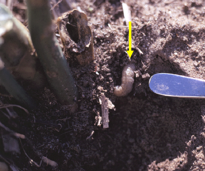 Digging for cutworm